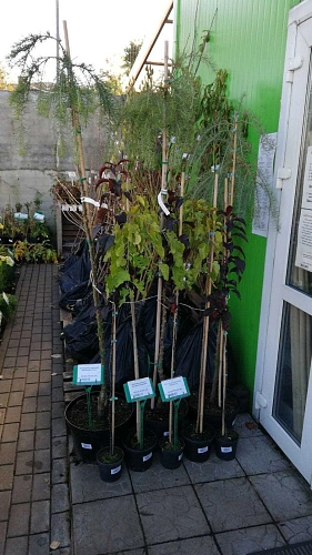 Шелковица белая на штамбе Пендула Шелковица белая на штамбе Пендула