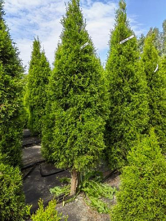 Туя Смарагд (Smaragd) 200 - 220 см на ножке