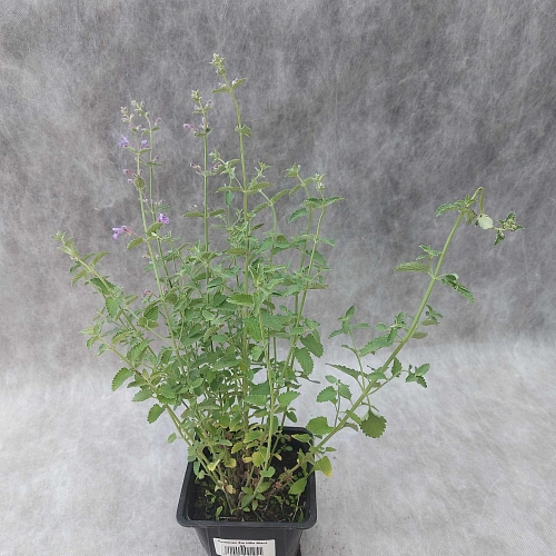 Котовник Фассена Six Hills Giant Котовник Фассена Six Hills Giant