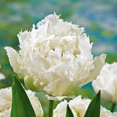 Тюльпан Snow Crystal (5 шт. в уп.)