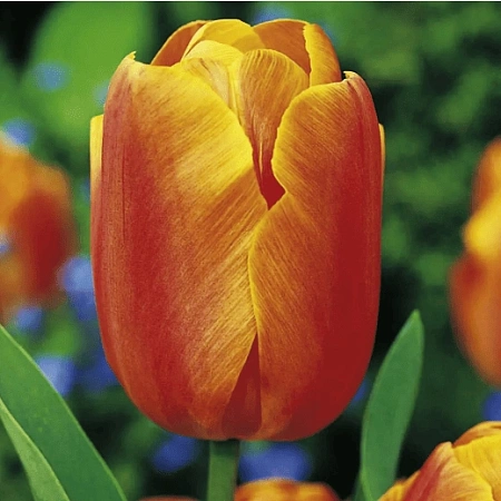 Тюльпан Jimmy (5 шт. в уп.)