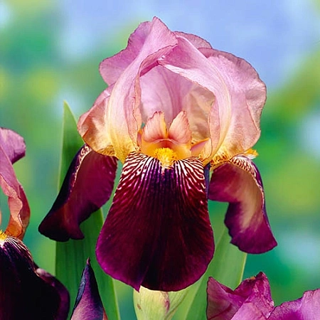 Ирис Germanica Ambassadeur