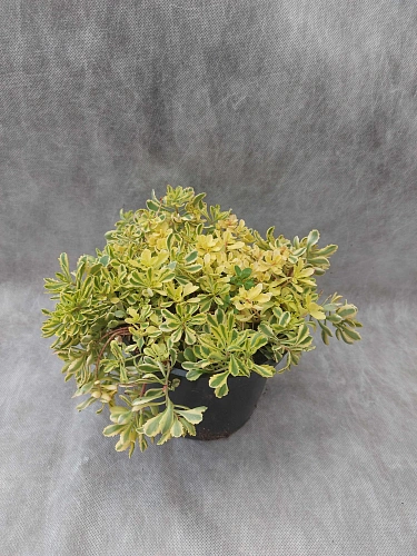 Очиток (Седум) The Edge камчатский Очиток (Седум) The Edge камчатский