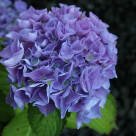 Гортензия крупнолистная Lavbla Blue