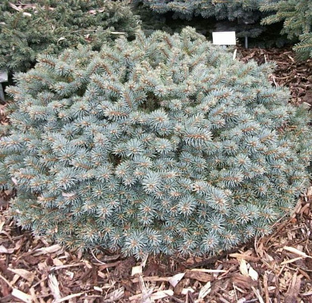 Ель колючая Блаукиссен (Blaue Kissen) 40 см С5