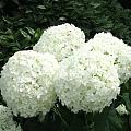 Гортензия Анабель (Annabelle) древовидная C3 Гортензия Анабель (Annabelle) древовидная C3