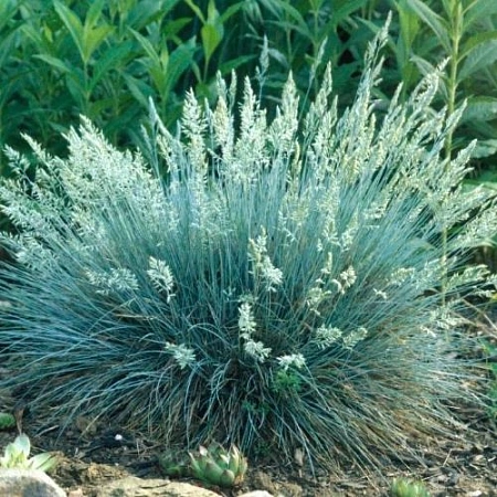 Овсянница P9