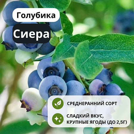 Голубика Сиера С3