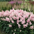 Астильба Peach Blossom японская Астильба Peach Blossom японская