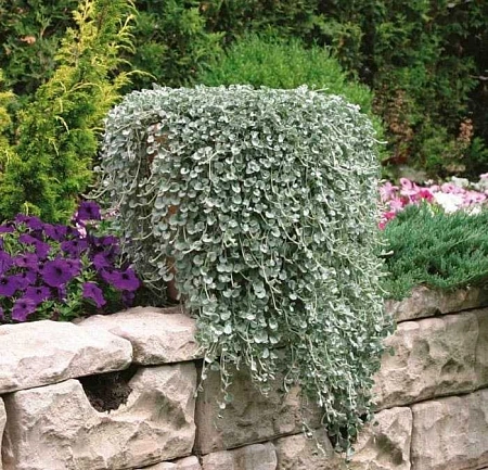 Дихондра, рассада