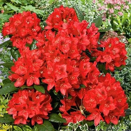 Рододендрон Red Jack 40-60 см