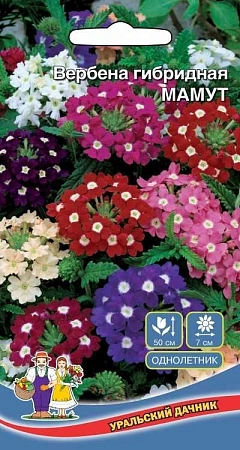Вербена Мамут гибридная (УД) Вербена Мамут гибридная (УД)