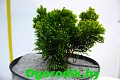 Кипарисовик туполистный Нана Грацилис 20-25 см Кипарисовик туполистный Нана Грацилис 20-25 см