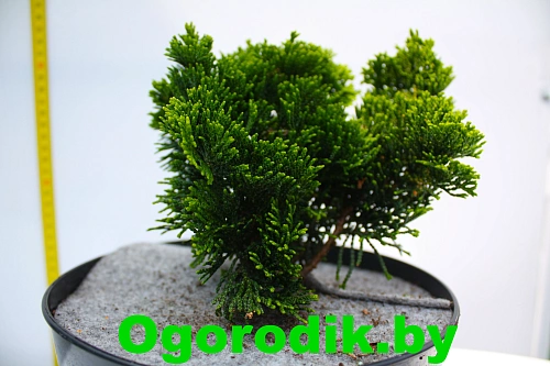 Кипарисовик туполистный Нана Грацилис 20-25 см Кипарисовик туполистный Нана Грацилис 20-25 см