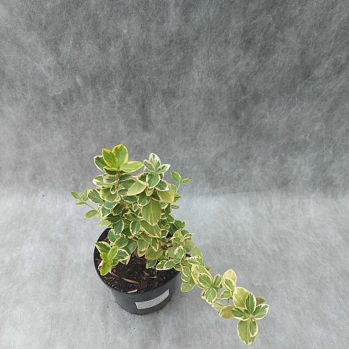 Бересклет Форчуна Эмеральд Голд Бересклет Форчуна Эмеральд Голд