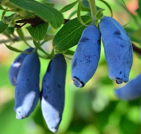 Жимолость съедобная Аврора С3