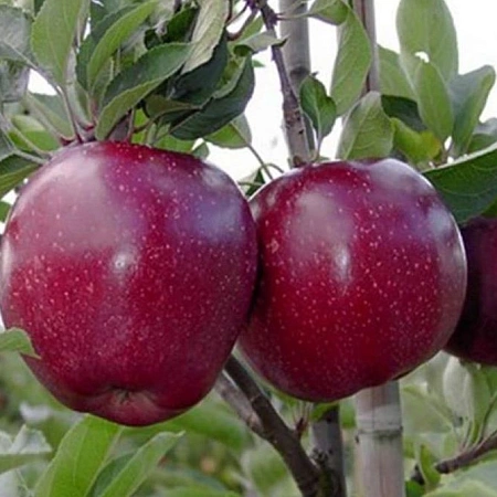 Яблоня Ред принц кисло-сладкий Яблоня Ред принц кисло-сладкий