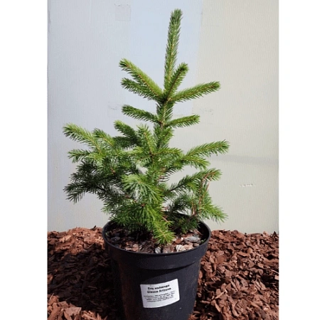 Ель Глаука Аризона (Glauca Arizona) 30-50 см колючая