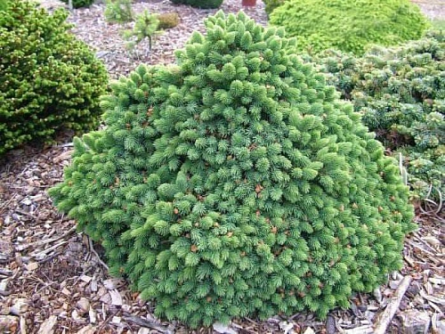 Ель Эхиниформис глаука Ель Эхиниформис глаука