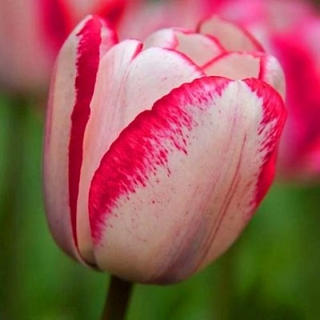 Тюльпан Playgirl (5 шт. в уп.)