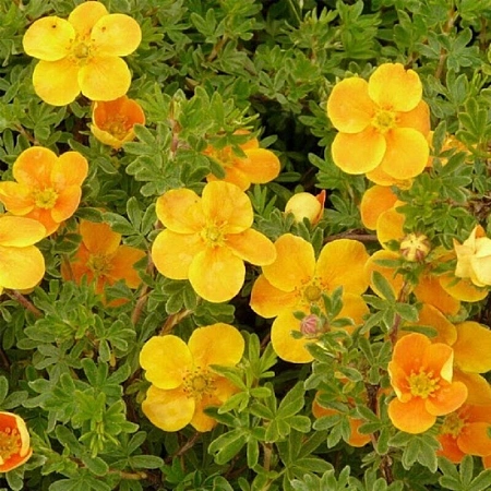 Лапчатка Tangerine кустарниковая C3