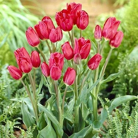 Тюльпан Merry Go Round (5 шт. в уп.)