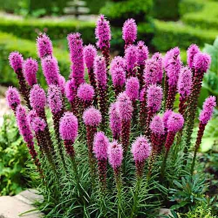 Лиатрис Spicata (уп. 10 шт)