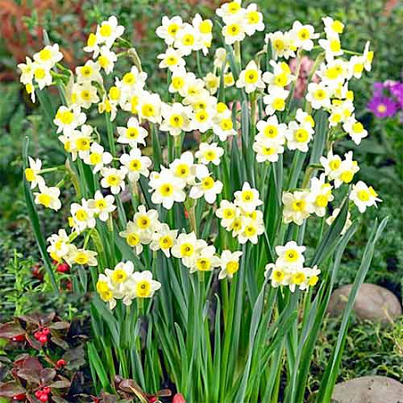 Нарцисс Minnow (5 шт. в уп.)