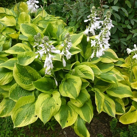 Хоста Moonsplit Хоста Moonsplit