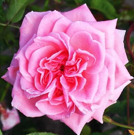 Роза плетистая Лавиния (Lawinia) Сербия