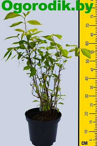 Чубушник Aureus венечный 30-40 см Чубушник Aureus венечный 30-40 см