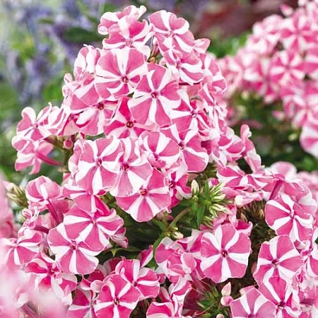 Флокс Pink Windmill (уп. 1 шт)