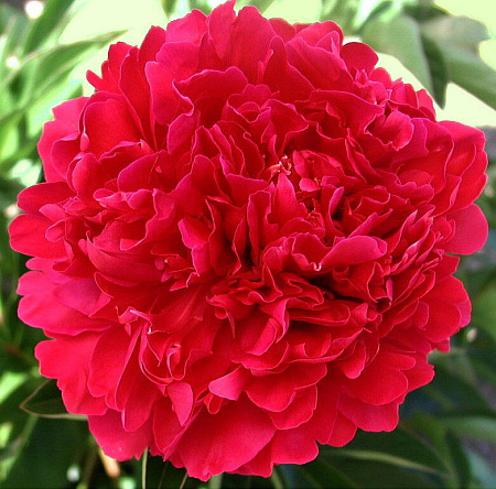 Пион Paul M Wild (1 шт. в уп.)