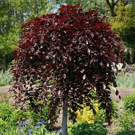 Береза Purpurea повислая