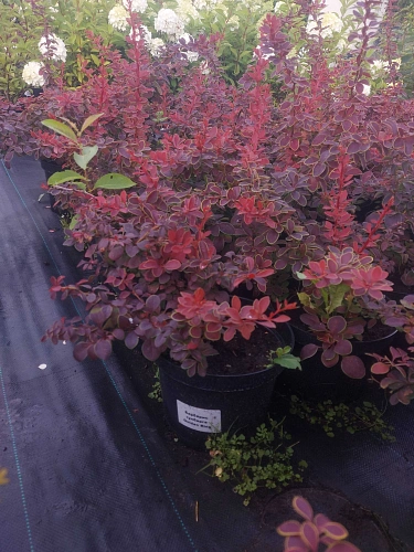 Барбарис Голден Ринг (Golden Ring) тунберга Барбарис Голден Ринг (Golden Ring) тунберга