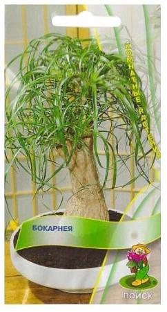 Бокарнея 5 шт