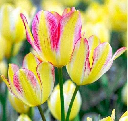 Тюльпан Antoinette (5 шт. в уп.)