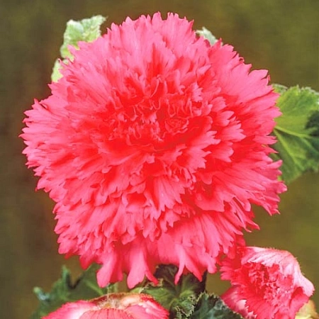 Бегония Fimbriata Pink (уп. 2 шт)