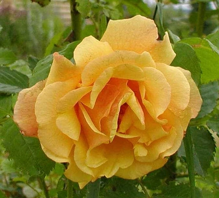 Роза плетистая Постильон