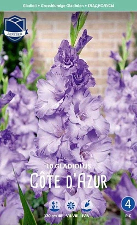 Гладиолус Cote d'Azur, 10 шт (Lefeber)