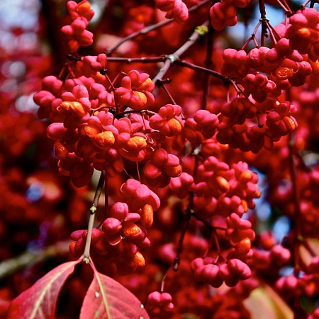 Бересклет европейский Ред Каскад (Red Cascade) С3 Бересклет европейский Ред Каскад (Red Cascade) С3
