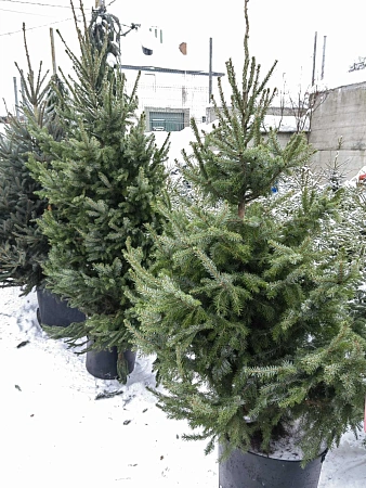 Ель сербская 150-175 см Оморика (Польша)