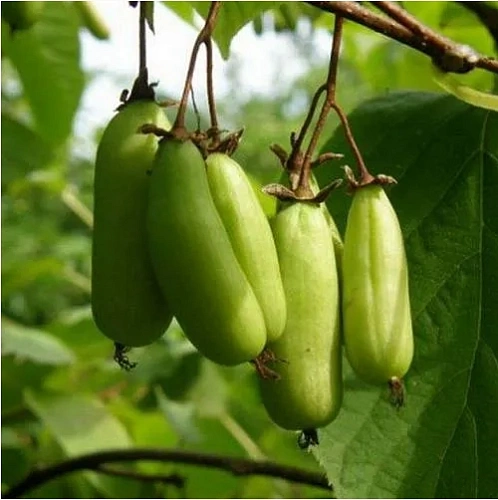 Актинидия коломикта Витакола женская Актинидия коломикта Витакола женская