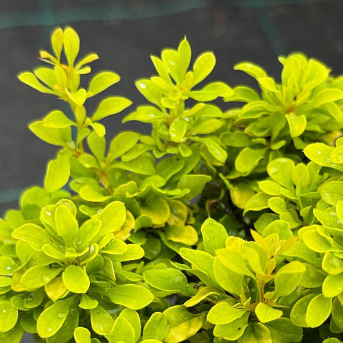 Барбарис Голден Дивайн (Golden Devine) тунберга C2 Барбарис Голден Дивайн (Golden Devine) тунберга C2