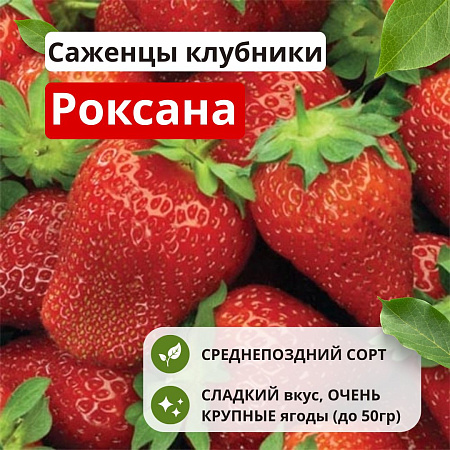 Клубника Роксана