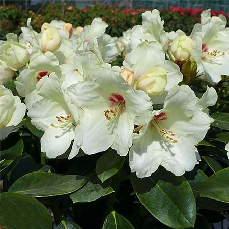 Рододендрон Flava 40-50 см Рододендрон Flava 40-50 см