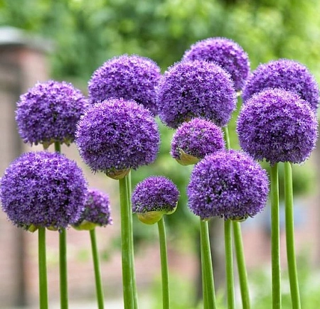 Аллиум Beau Regard (1 шт. в уп.)