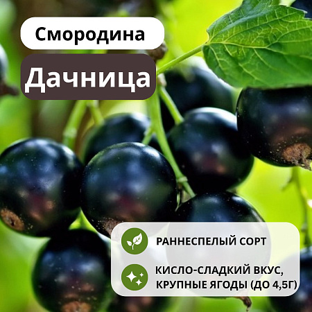 Смородина Дачница черная С5 Смородина Дачница черная С5