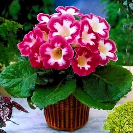 Глоксиния Blanche de Meru (1 шт. в уп.)