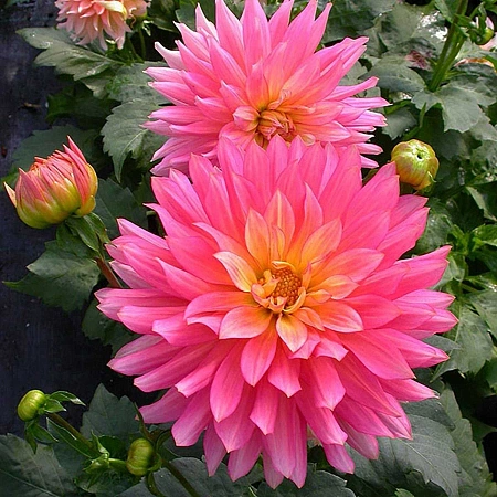 Георгина Berliner Kleene (1 шт. в уп.)